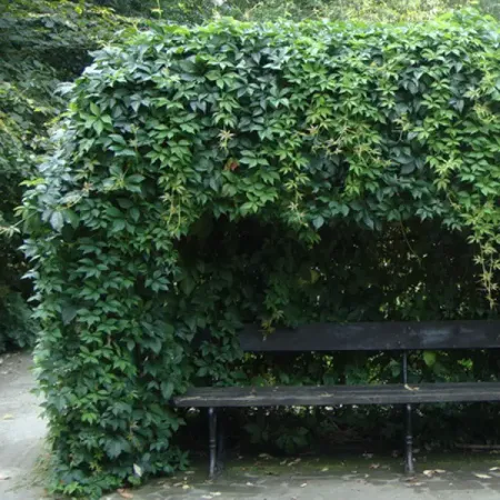 Виноград пятилисточковый Партеноциссус ø5 h35 см