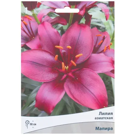 Лилия азиатская Мапира 14/16, 1 шт лилии азиатские блэк аут луковицы 14 16 1 шт