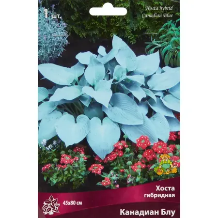 Хоста гибридная «Канадиан Блу», размер луковицы I подследники trendy look base голубые лиловые зеленые one size