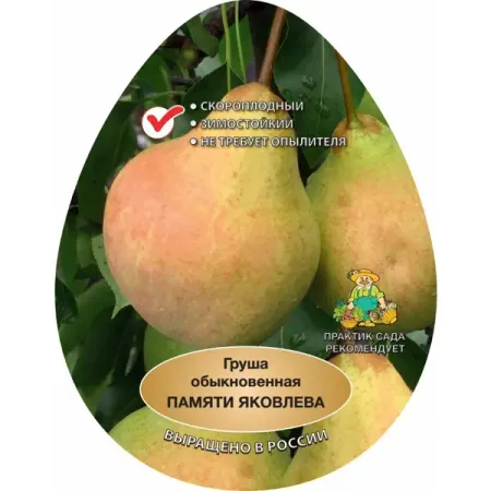 Груша Памяти Яковлева h220 см