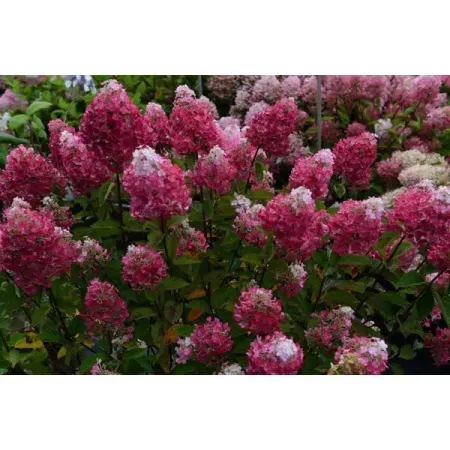 Гортензия метельчатая Самарская Лидия ø5 h35 см гортензия метельчатая жемчужина фестиваля ø17 h20 см