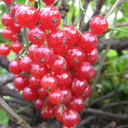 Смородина красная Йонкер Ван Тетс пакет h35 см искусственные красные ягоды holly