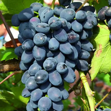 Виноград плодовый Надежда АЗОС пакет h59 см