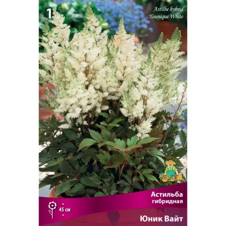 Астильба гибридная «Юник Вайт» разбор I оригинальные микропереключатели c