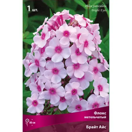 Флокс метельчатый «Брайт Айз», 1 шт.