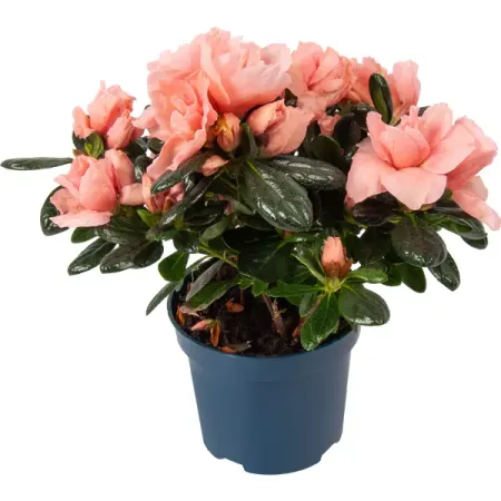 Азалия микс ø9 h20 см