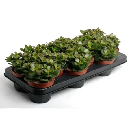 Крассула Минор ø10.5 h10 см