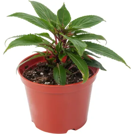 Бальзамин Новогвинейский микс 12x15 см