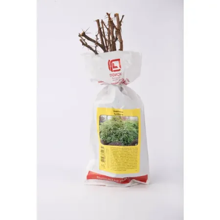 Жасмин садовый Чубушник/Барбарис ø5 h37 см