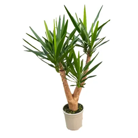 Юкка разветвленная ø21 h80 см