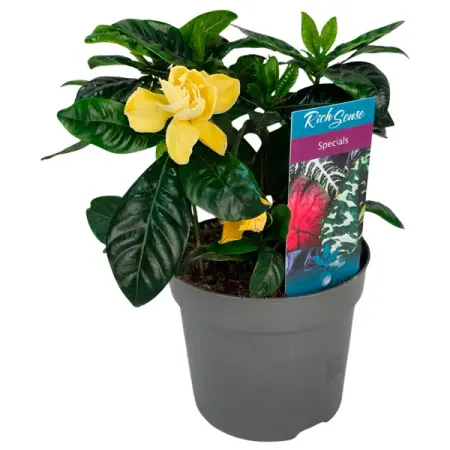 Гардения Жасминовидная белая ø13 h25 см