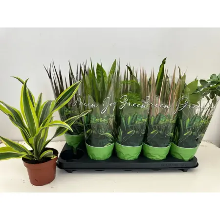 Плант микс ø12 h37 см