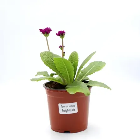 Примула Элатиор ø12 h15 см бурлящий шар для ванны eo laboratorie примула и зеленый чай 220 г