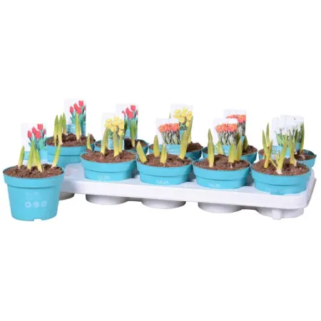 Тюльпан микс Даймонд Коллекшен ø12 h15 см