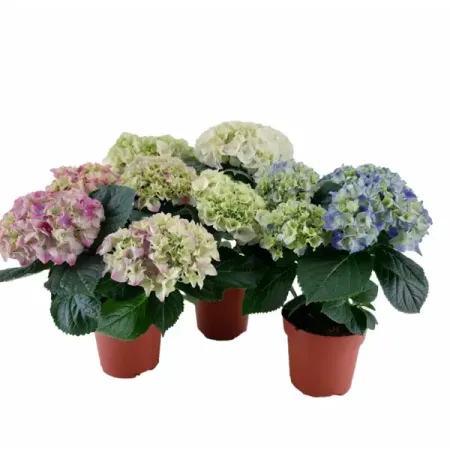 Гортензия 7-8 соцветий микс ø14 h40 см