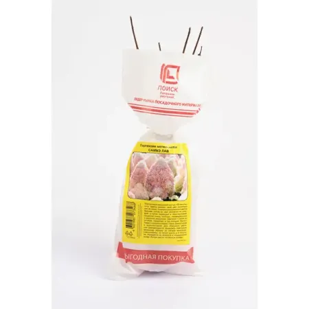 Гортензия метельчатая Анабель Промо ø5 h37 см гортензия метельчатая мэджикал килиманджаро ø17 h20 см