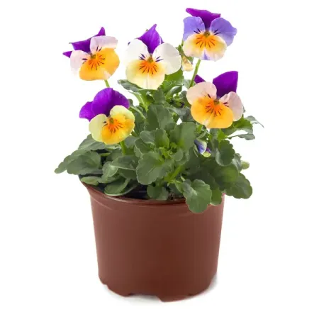 Виола ø10 h15 см