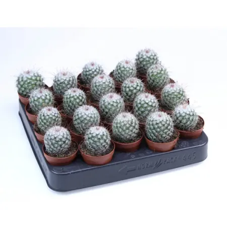 Маммиллярия Бомбицина ø5.5 h8 см