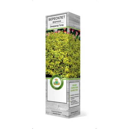 Бересклет «Японский Браво», в ассортименте японский декоративный скотч