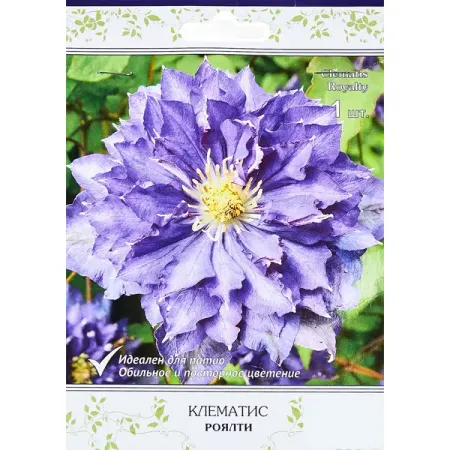Клематис крупноцветковый Роялти ø5 h10 см