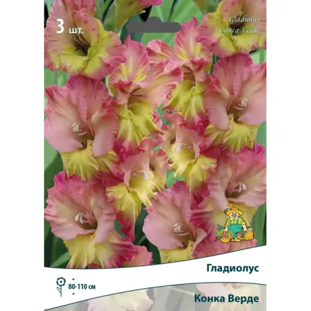 Гладиолус гофрированный Конка Верде луковица 10/12 бад ромашка верде таблетки по 500 мг 40 шт