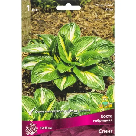 Хоста гибридная «Стинг», размер луковицы I прозрачные тюлевые шторы зелёные листья shiffon