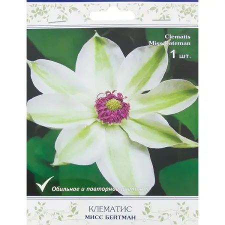 Клематис Мисс Бейтмен Поиск искусственные тычинки для ов 400 шт