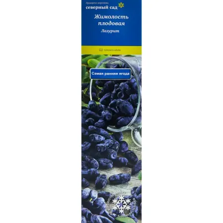 Жимолость съедобная Лазурит h40 см лазурит камень призма aiercrystal