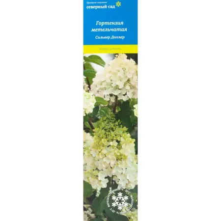 Гортензия метельчатая Сильвер Доллар гортензия метельчатая жемчужина фестиваля ø17 h20 см