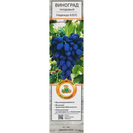 Виноград плодовый Надежда АЗОС h60 см