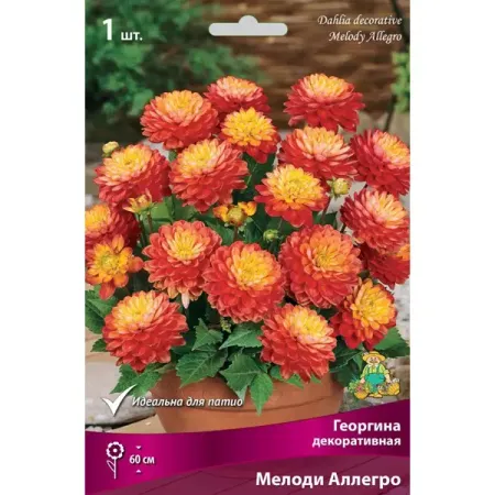 Георгина декоративная Мелоди Аллегро луковица I greathope washi tape декоративная лента с ами и листьями 10 м