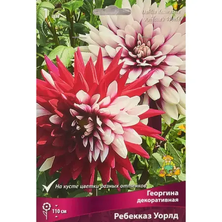 Георгина декоративная Ребекказ Уорлд тюльпан махровый поздний обсессион луковицы 11 12