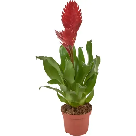 Бромелия микс 9x25 см boussac фигурки слона из фиолетовой глины