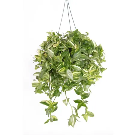 Традесканция Еллоу Хилл ø21 h30 см симпатичная девчачья фоторамка наклейка на ноутбук заднее окно модные наклейки растения спорт пвх виниловая наклейка