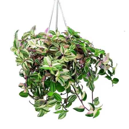 Традесканция триколор ø21 h30 см