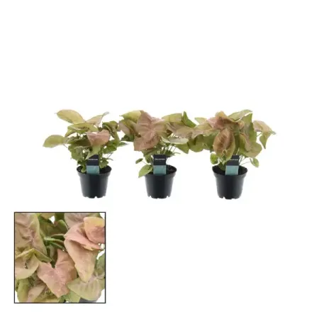 Сингониум Неон Робуста ø7 h15 см сингониум вендланди ø6 h10 см