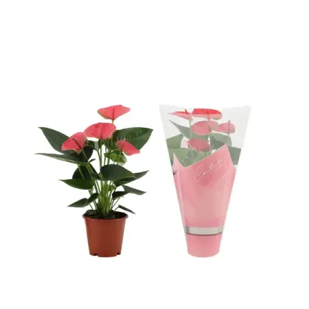 Антуриум Свит Дрим в упаковке ø12 h45 см