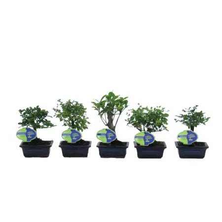 Бонсай традиционный микс ø11 h20 см искусственные бонсай мerylover зелёные