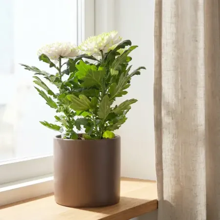 Хризантема Хризанне Зембла микс ø13 h35 см