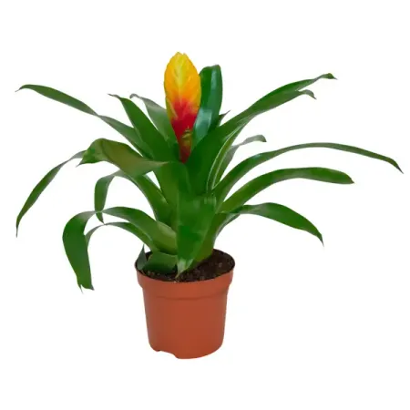 Бромелия Бэйсик микс ø9 h40 см