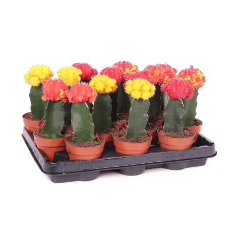 Гимнокалициум Япония микс ø8.5 h20 см медные копии монет jp 50 япония meiji 3 года 1 рин