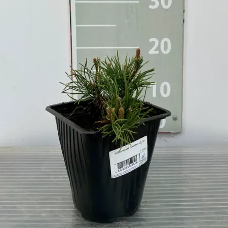 Сосна горная Пумилио ø14 h150 см sunmade мисти сосна искусственные растения 6 шт