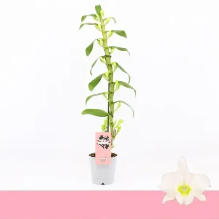 Дендр Нобиле Аполлон ø12 h45 см коллекционная монета аполлон 50 лет