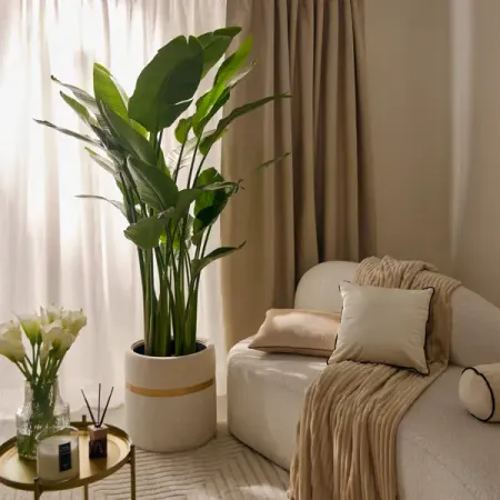 Стрелиция Николая ø32 h120 см