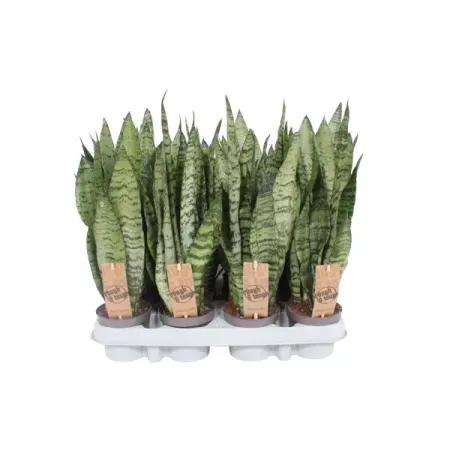 Сансевиерия Зейланика ø9 h30 см