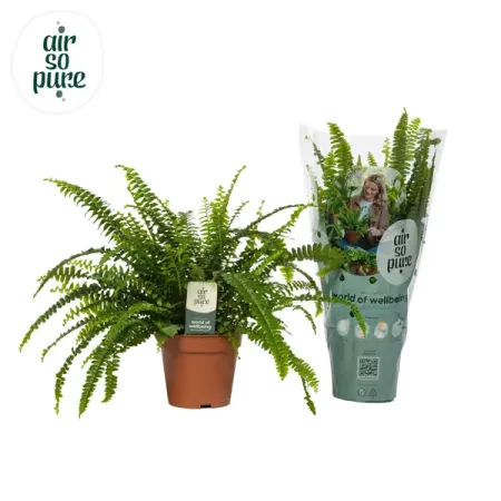 Нефролепис Грин Леди ø12 h28 см