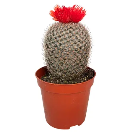 Кактус с сухим цветком микс ø8.5 h10 см