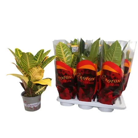 Кротон два сорта микс ø17 h55 см