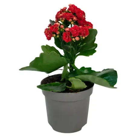 Каланхоэ Розалина Дабл микс ø9 h19 см