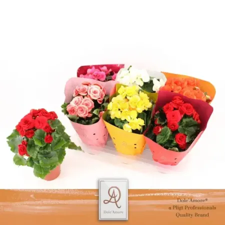 Бегония Дабл Дольче Аморе микс ø14 h30 см